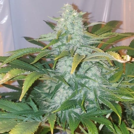 Critical Mango 10er Silent Seeds