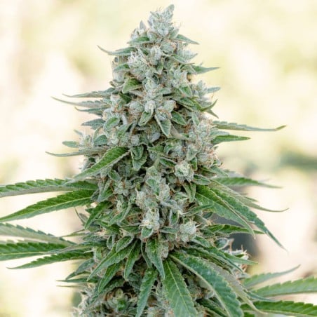 Critical Mango 10er Silent Seeds