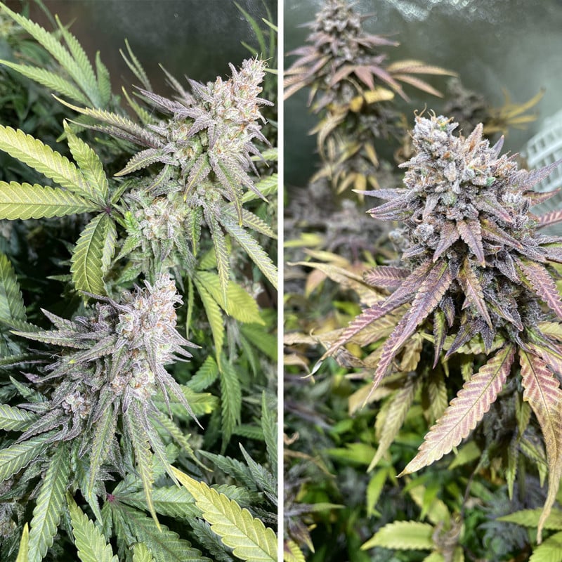 Critical Orange Punch von Dutch Passion
