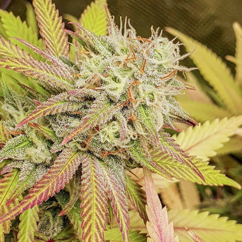 Critical Orange Punch von Dutch Passion