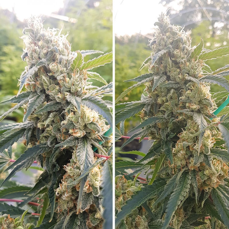 Critical Orange Punch von Dutch Passion