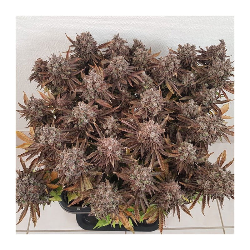 Critical Orange Punch von Dutch Passion