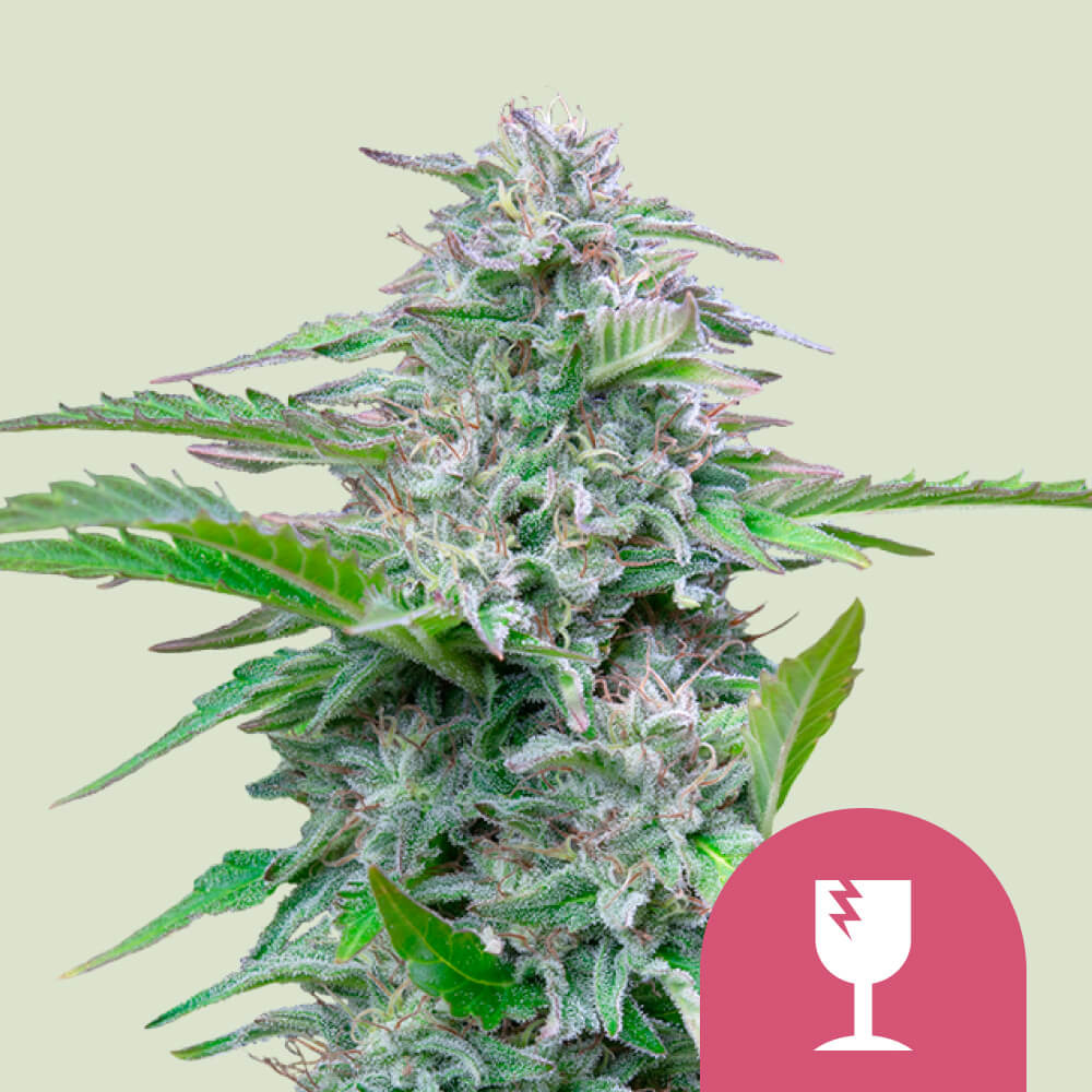 Critical von Royal Queen Seeds