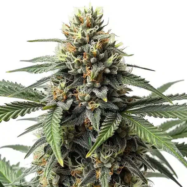 Cr + Blimburn Seeds