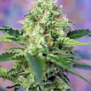 Crystal Candy von Sweet Seeds