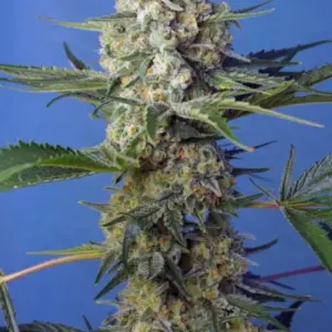 Crystal Candy F1 Fast Version von Sweet Seeds