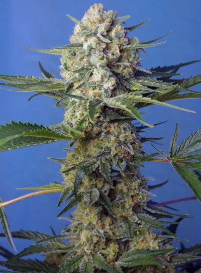 Crystal Candy F1 Fast Version von Sweet Seeds