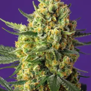 Crystal Candy XL Auto von Sweet Seeds