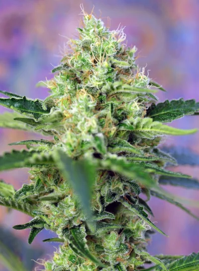 Crystal Candy von Sweet Seeds