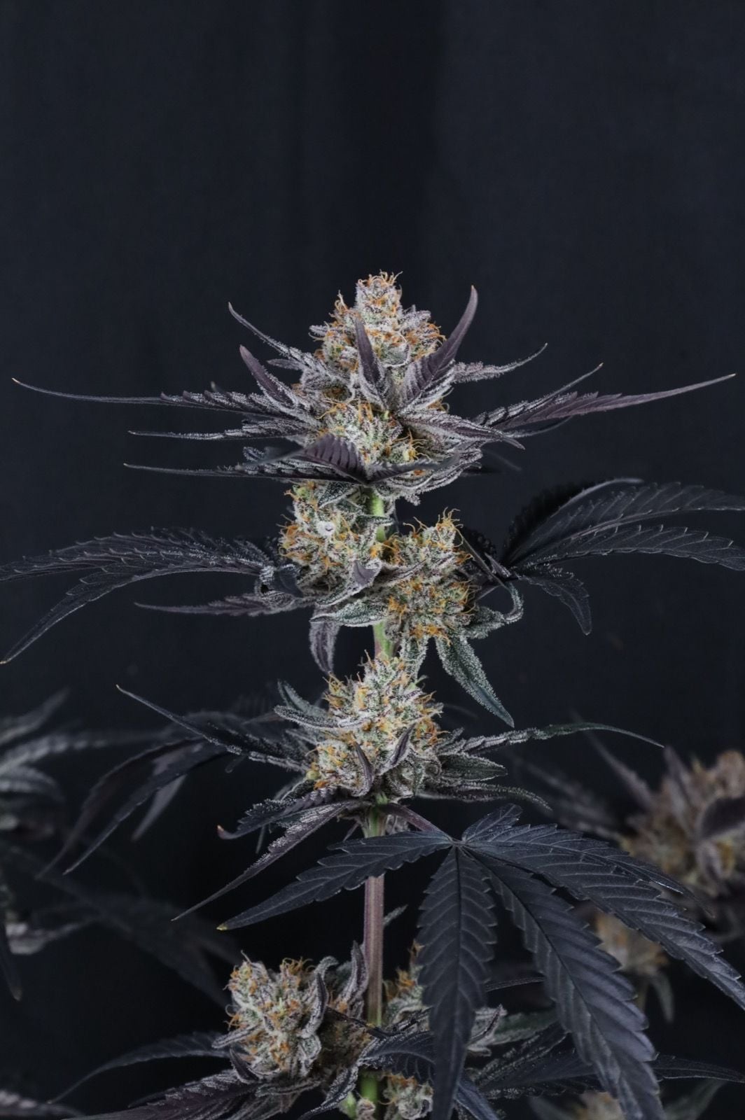 Guava Runtz Auto von Fast Buds