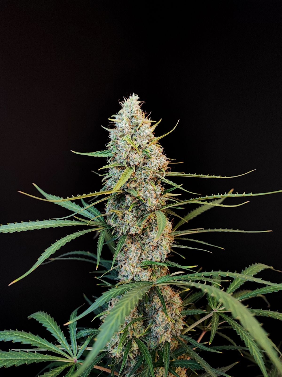 Jack Herer Auto von Fast Buds