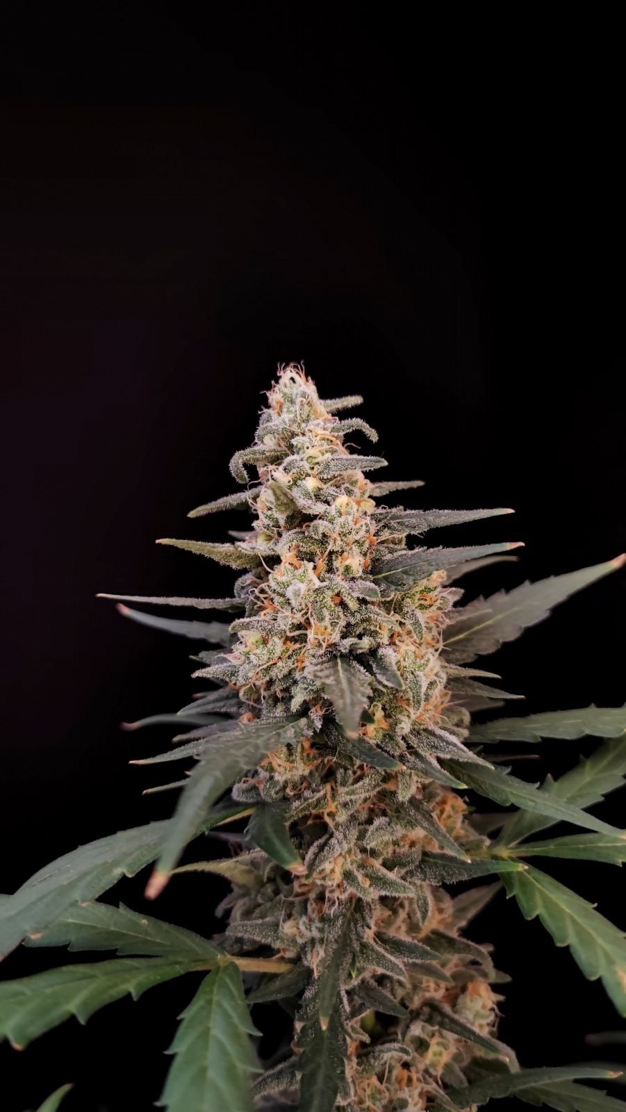 Critical Auto von Fast Buds