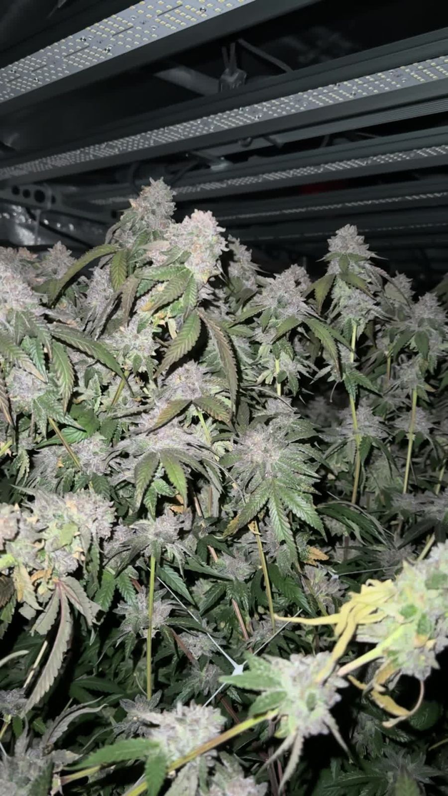 Biscotti Gelato von Fast Buds