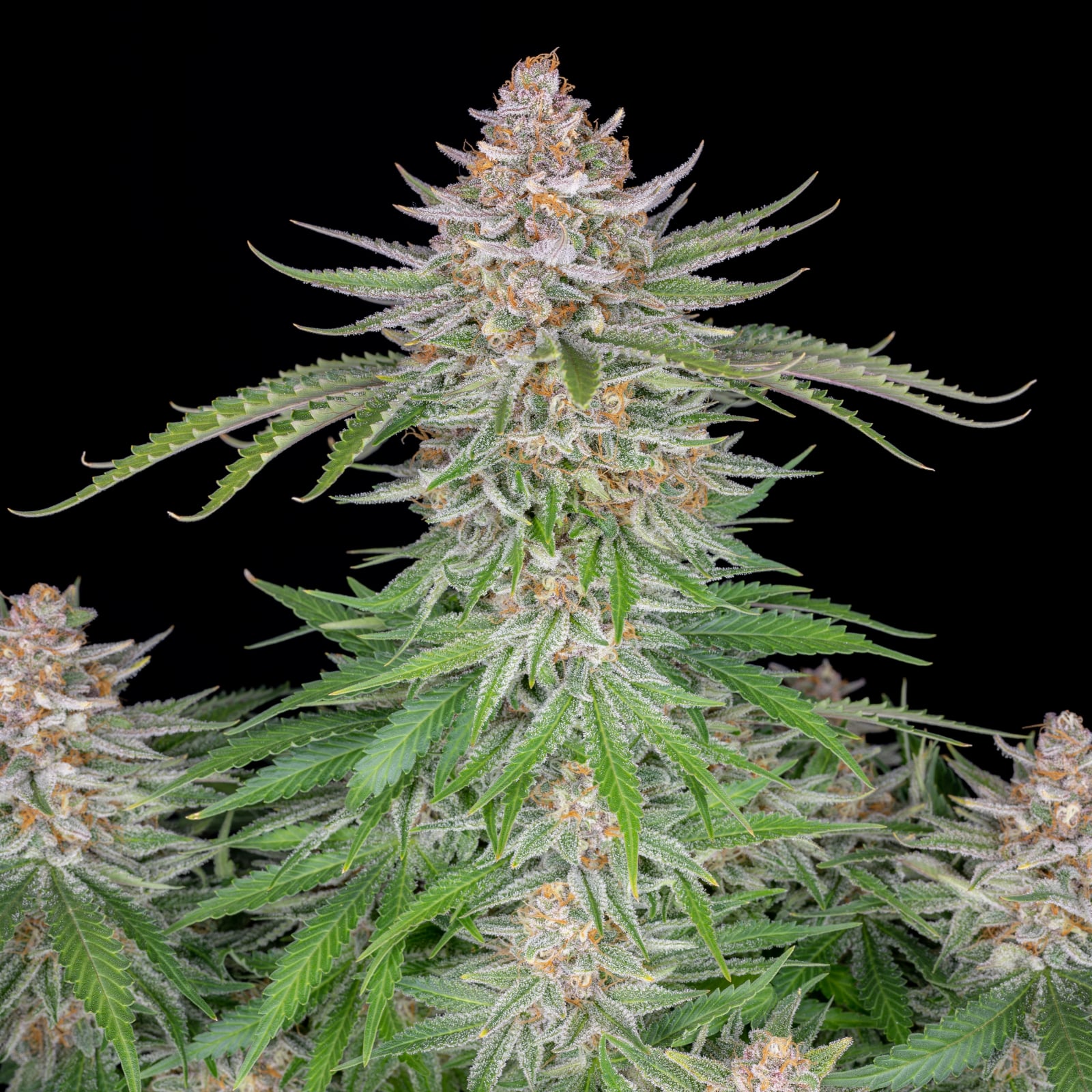 Strawberry Pie Auto von Fast Buds