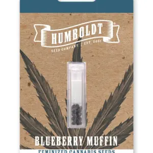 Blueberry Muffin von Humboldt Seed Company