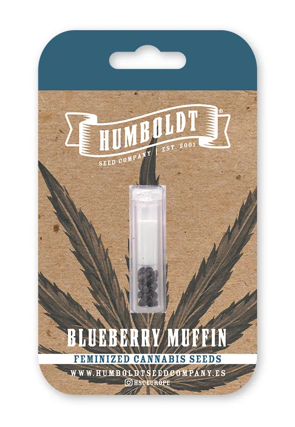 Blueberry Muffin von Humboldt Seed Company