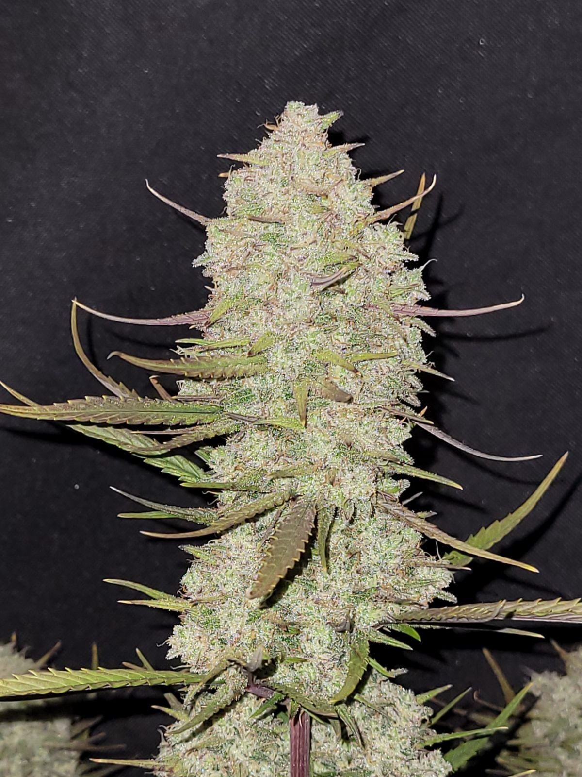 Tropicana Cookies Auto von Fast Buds