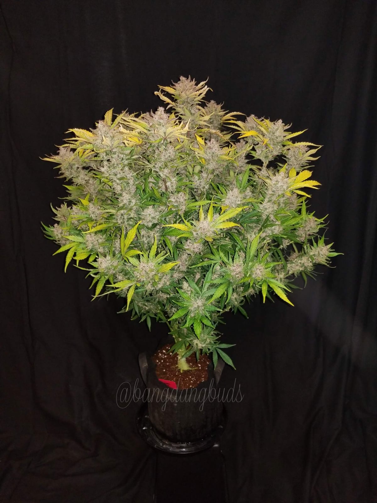 C4 Auto von Fast Buds