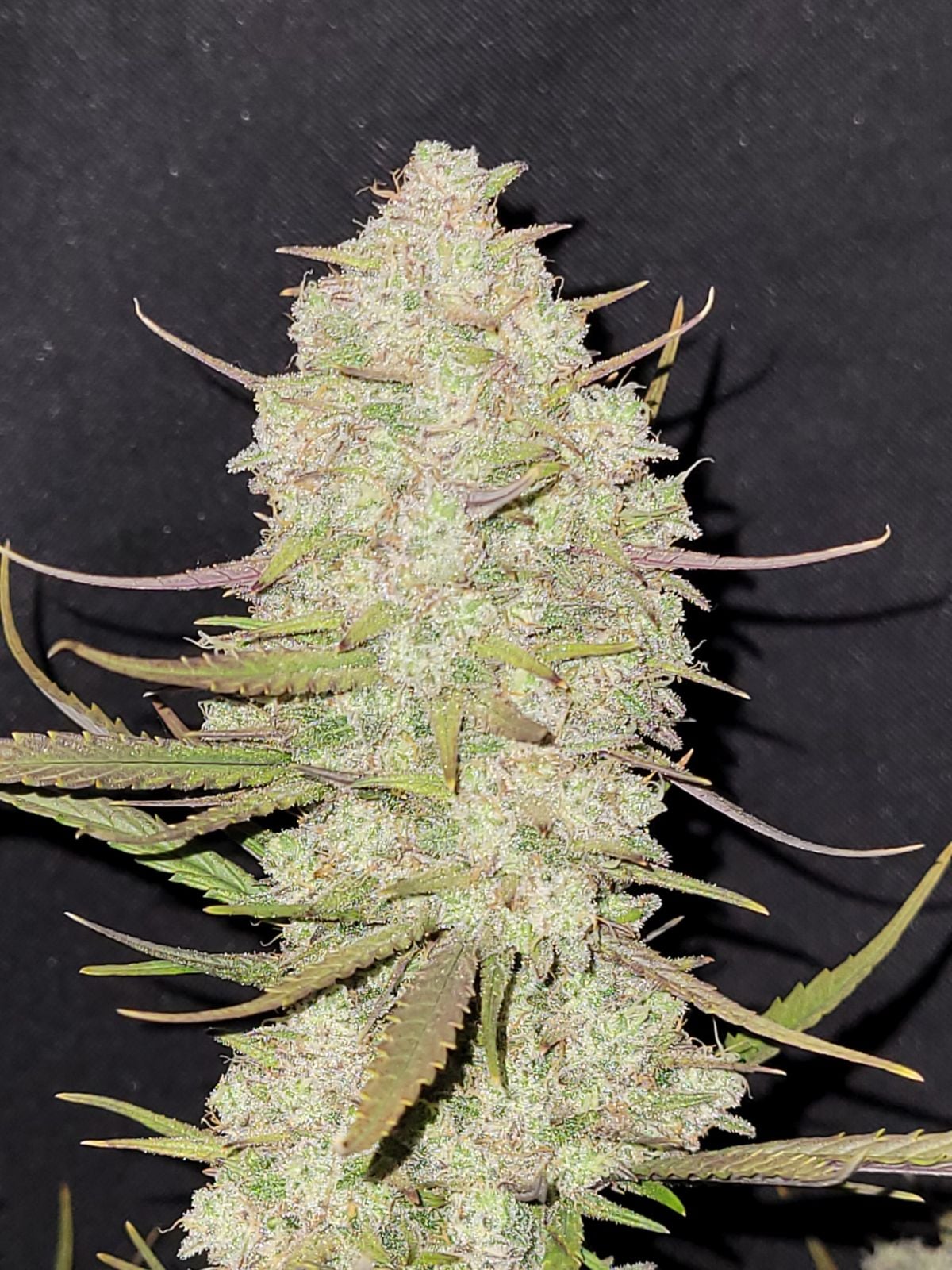 Tropicana Cookies Auto von Fast Buds