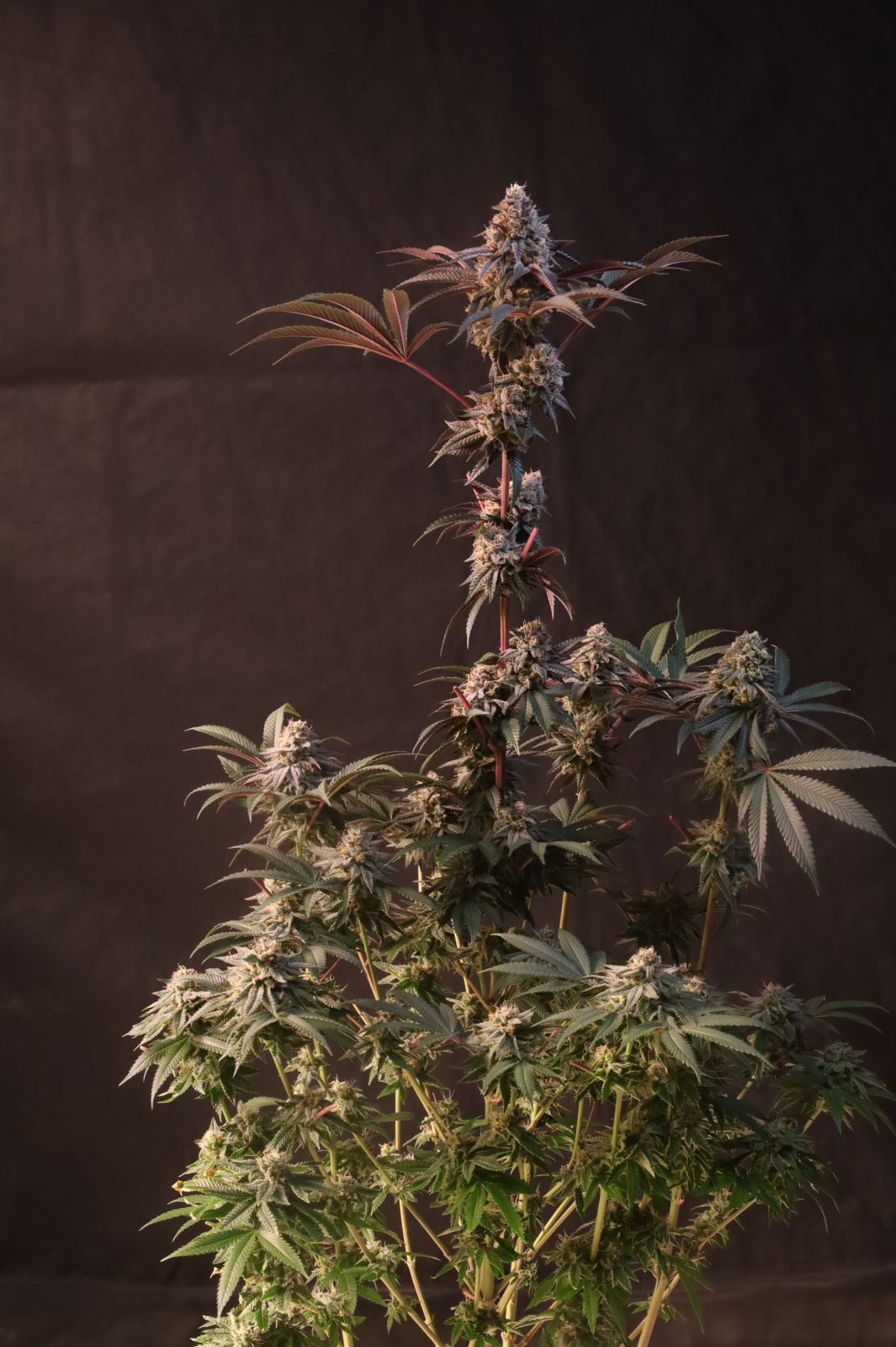 Lemon Cherry Runtz von Fast Buds