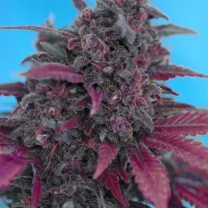 Dark Devil Auto von Sweet Seeds