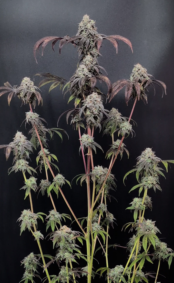 Garlic Mint Sherbet von Fast Buds