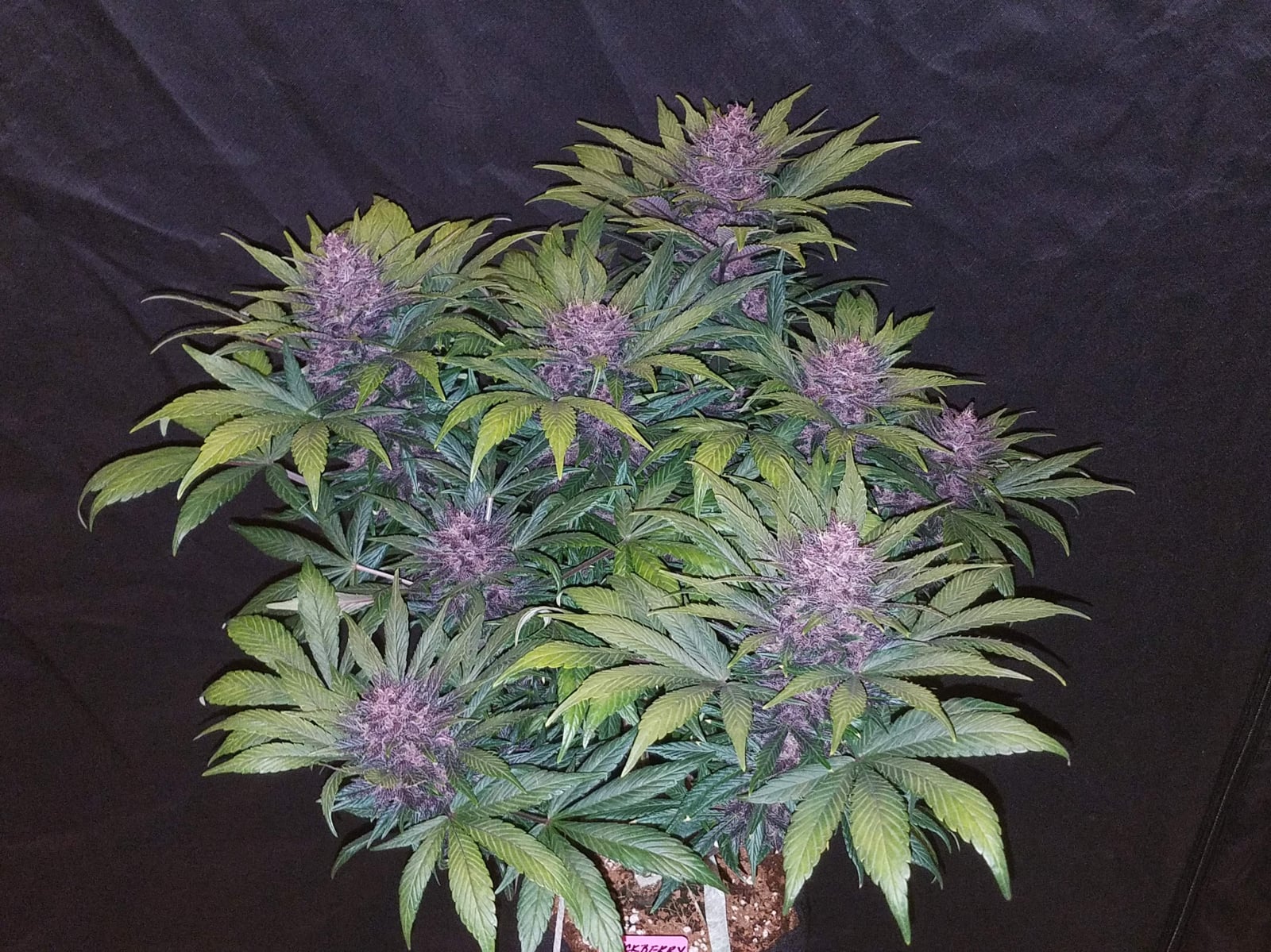 Blackberry Auto von Fast Buds