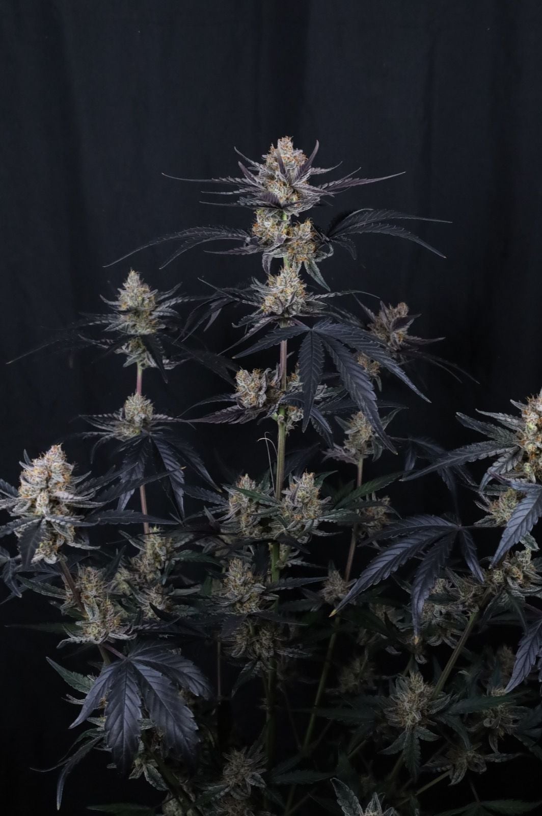 Guava Runtz Auto von Fast Buds