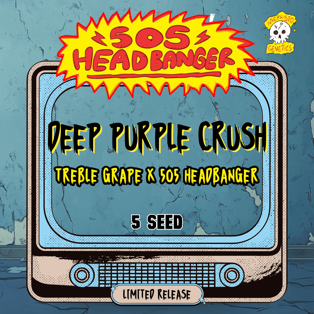deep purple crush 5+1er – mephisto genetics (autoflower samen)