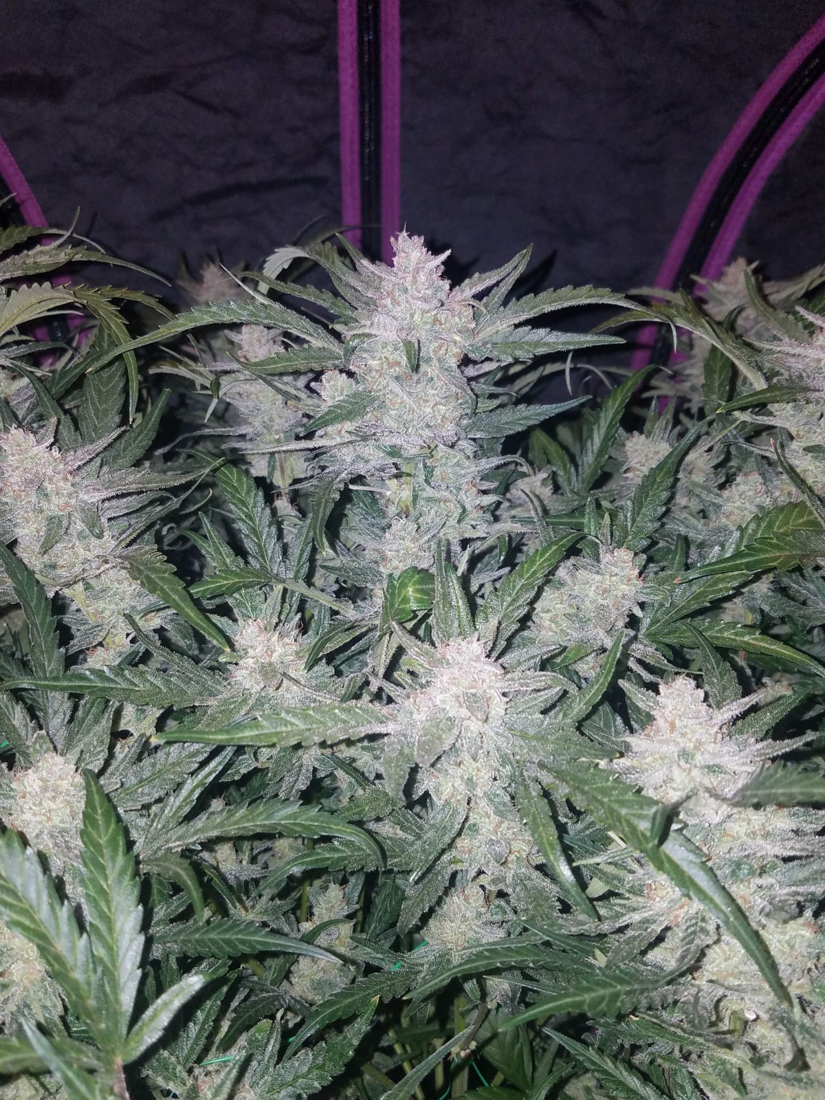 Mexican Airlines Auto von Fast Buds