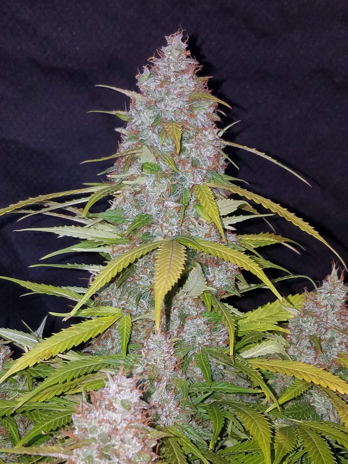 Californian Snow Auto von Fast Buds