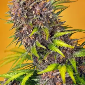 Diablo Rojo XL Auto von Sweet Seeds