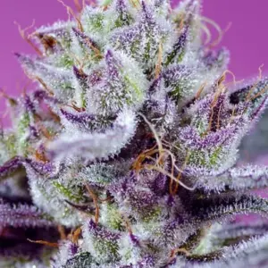 Diablo’s Delight XL Auto von Sweet Seeds