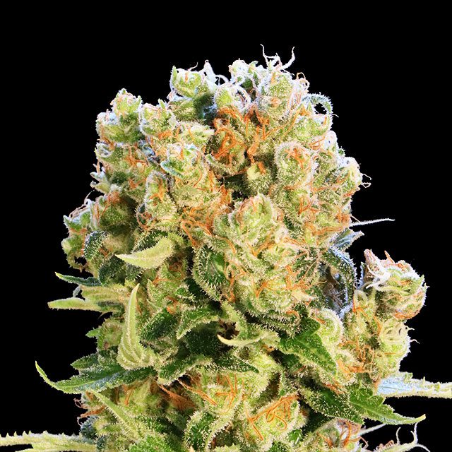Diesel Glue von Kannabia Seed Company