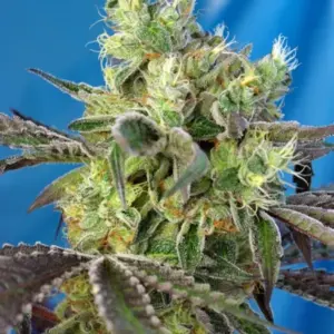 Do-Sweet-Dos von Sweet Seeds