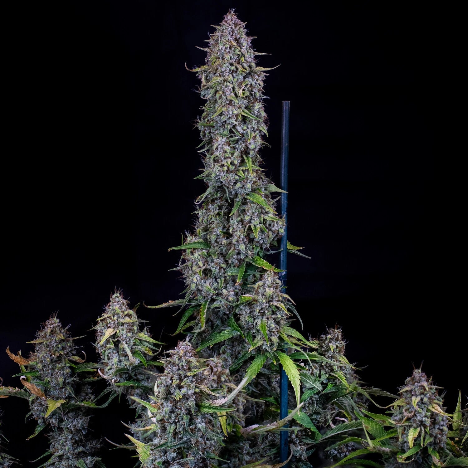 dodgy jammers 3+2er – mephisto genetics (autoflower samen)