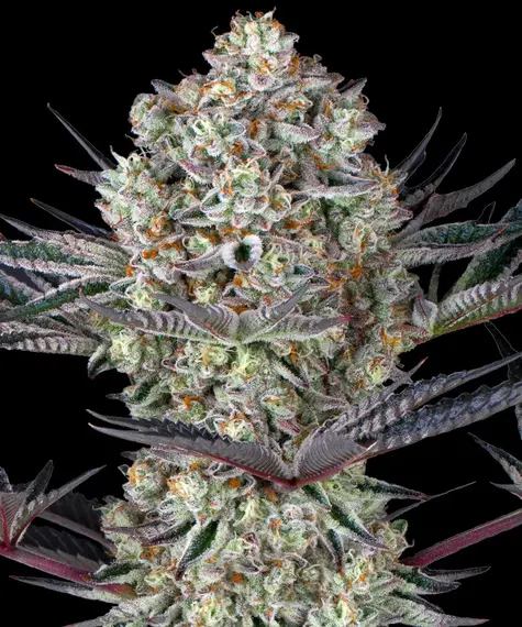 Dos Si Dos 33 von Barney’s Farm