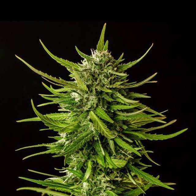 Dosidos von Kannabia Seed Company