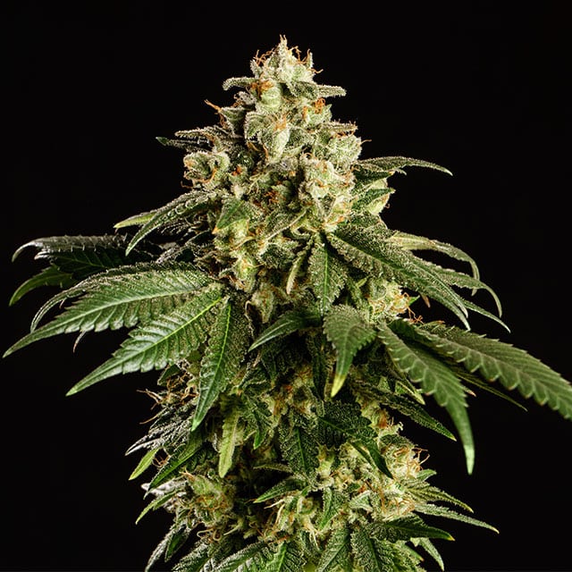 Dream Sherbet von Kannabia Seed Company
