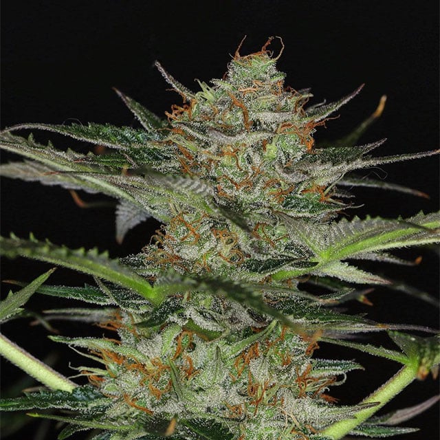 Dream Sherbet Auto von Kannabia Seed Company