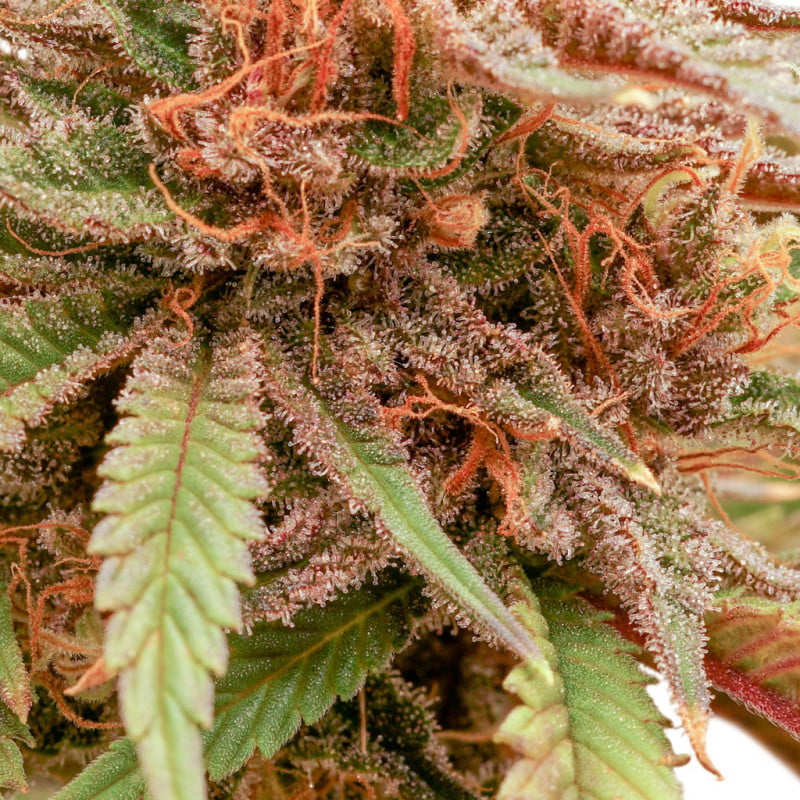 Durban Dew von Dutch Passion
