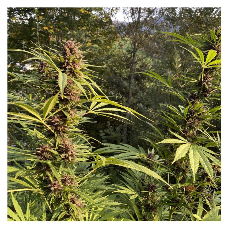 Durban Dew von Dutch Passion