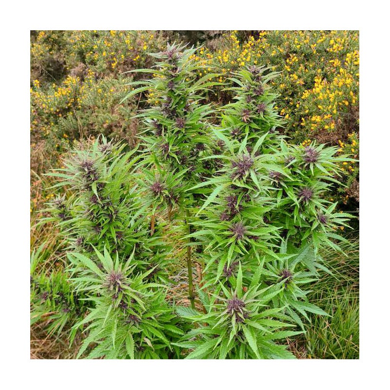 Durban Dew von Dutch Passion
