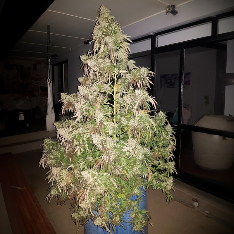 Durban Dew von Dutch Passion