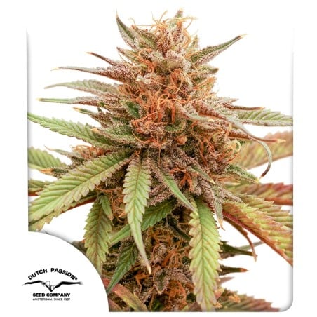 Durban Dew von Dutch Passion