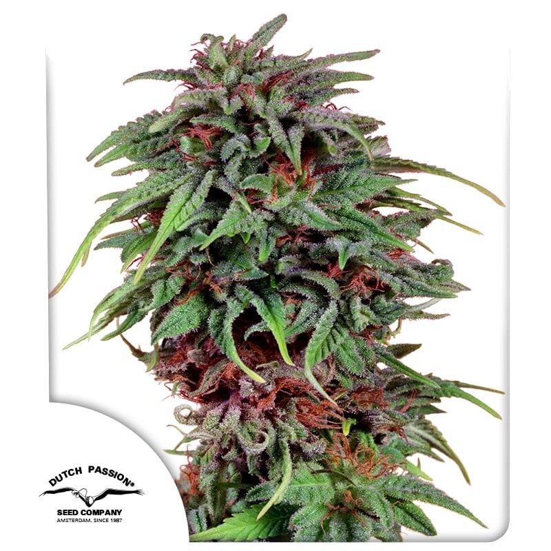Durban Poison 10 St. Dutch Passion