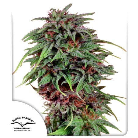 Durban Poison von Dutch Passion