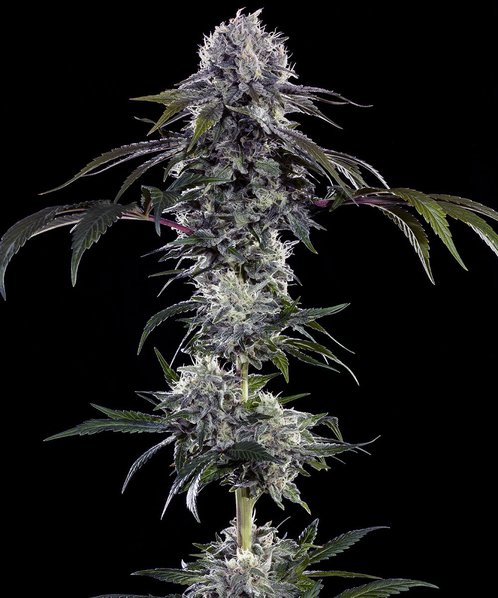 Durban Z Barney’s Farm