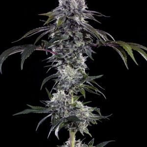 Durban Z Barney’s Farm