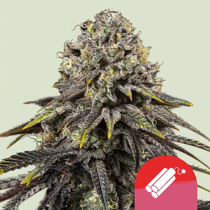 Dynamite Diesel von Royal Queen Seeds